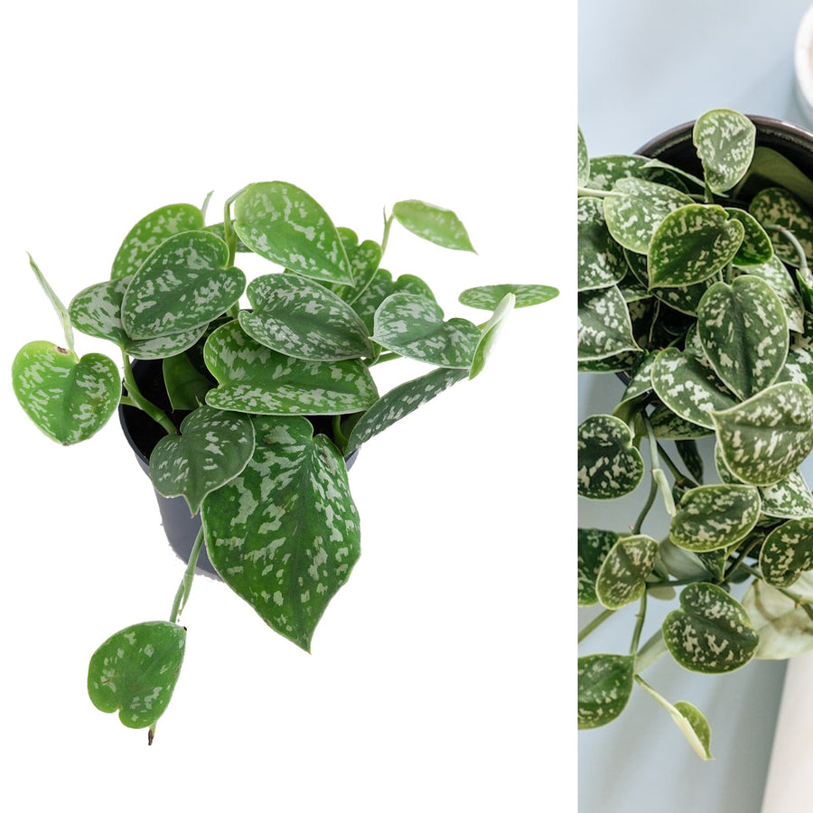 Scindapsus pictus Argyraeus satinpothos 2