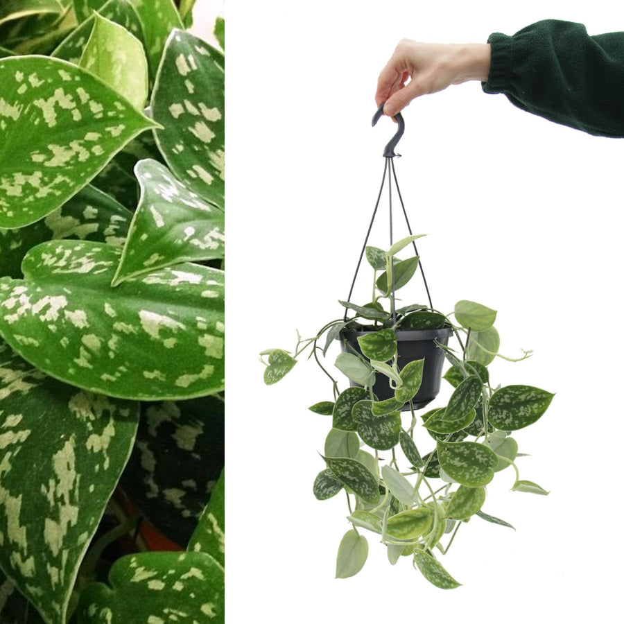 Scindapsus pictus Argyraeus Hanging Plant satinpothoshanging 2