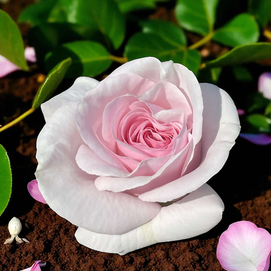 Savoy Hotel Bare Root Rose  3
