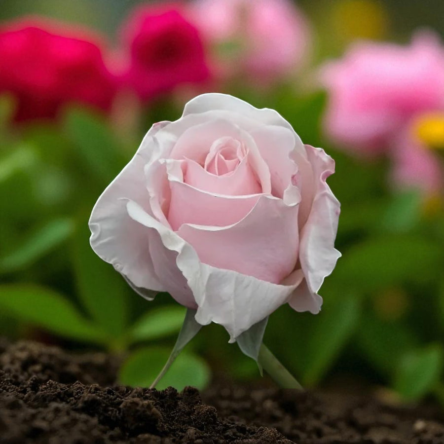 Savoy Hotel Bare Root Rose  2