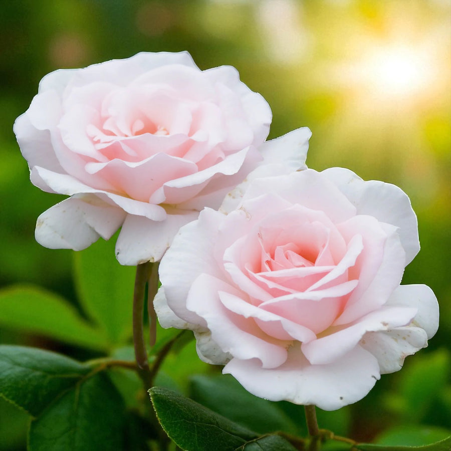 Savoy Hotel Bare Root Rose  1