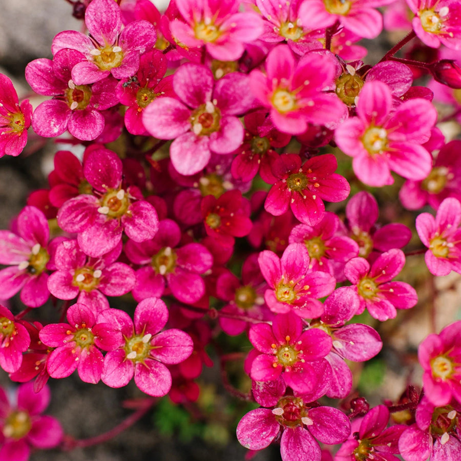 Saxifraga Mixed Rockfoil Plants (12 Plants) Saxifraga Mixed Rockfoil Plants (12 Plants) image4 3