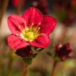 Saxifraga Touran Deep Red Rockfoil Plants  3