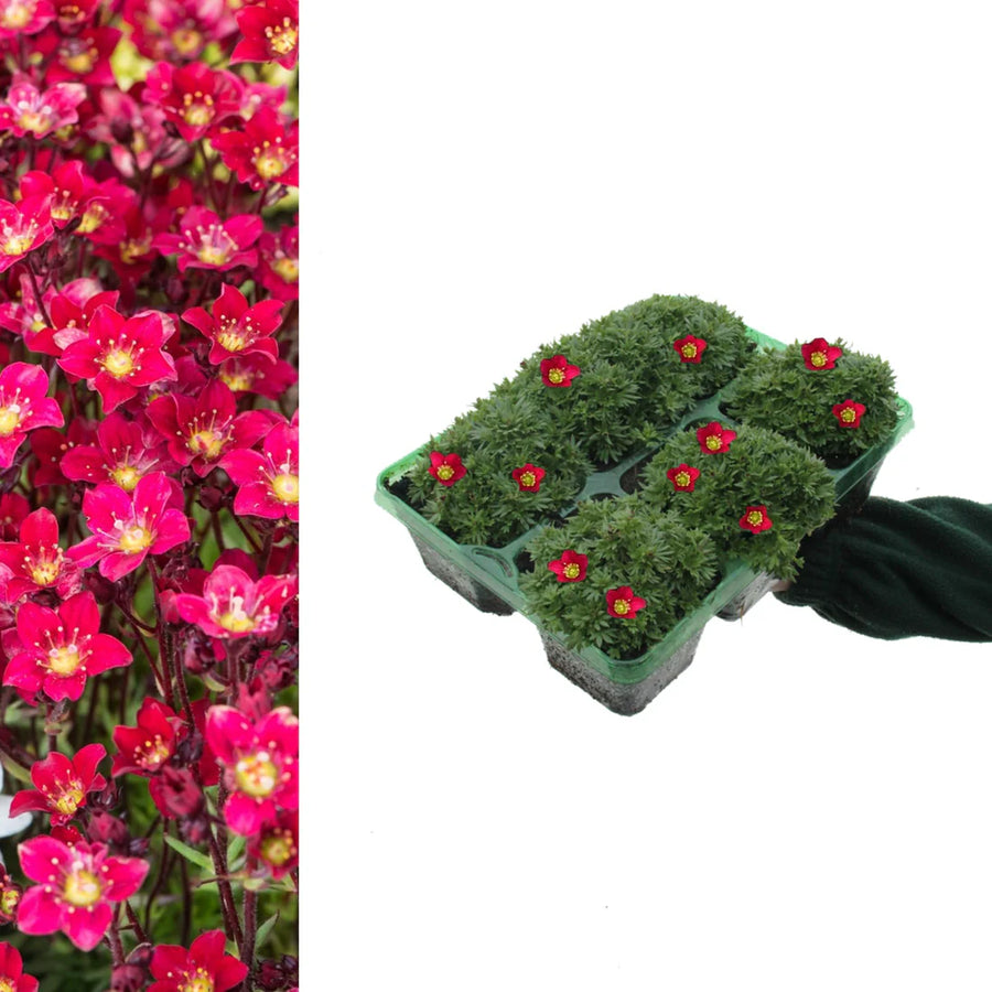 Saxifraga Touran Deep Red Rockfoil Plants  2