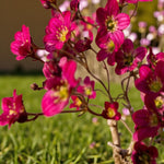 Saxifraga Touran Deep Red Rockfoil Plants  4