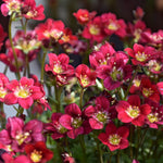 Saxifraga Touran Deep Red Rockfoil Plants  1