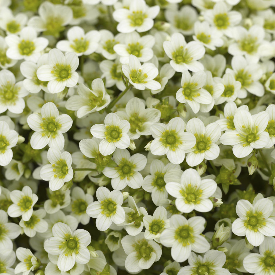 Saxifraga Alpino Early White Rockfoil Plants Saxifraga 'Alpino Early White' Rockfoil Plants (6 Pack) image2 4