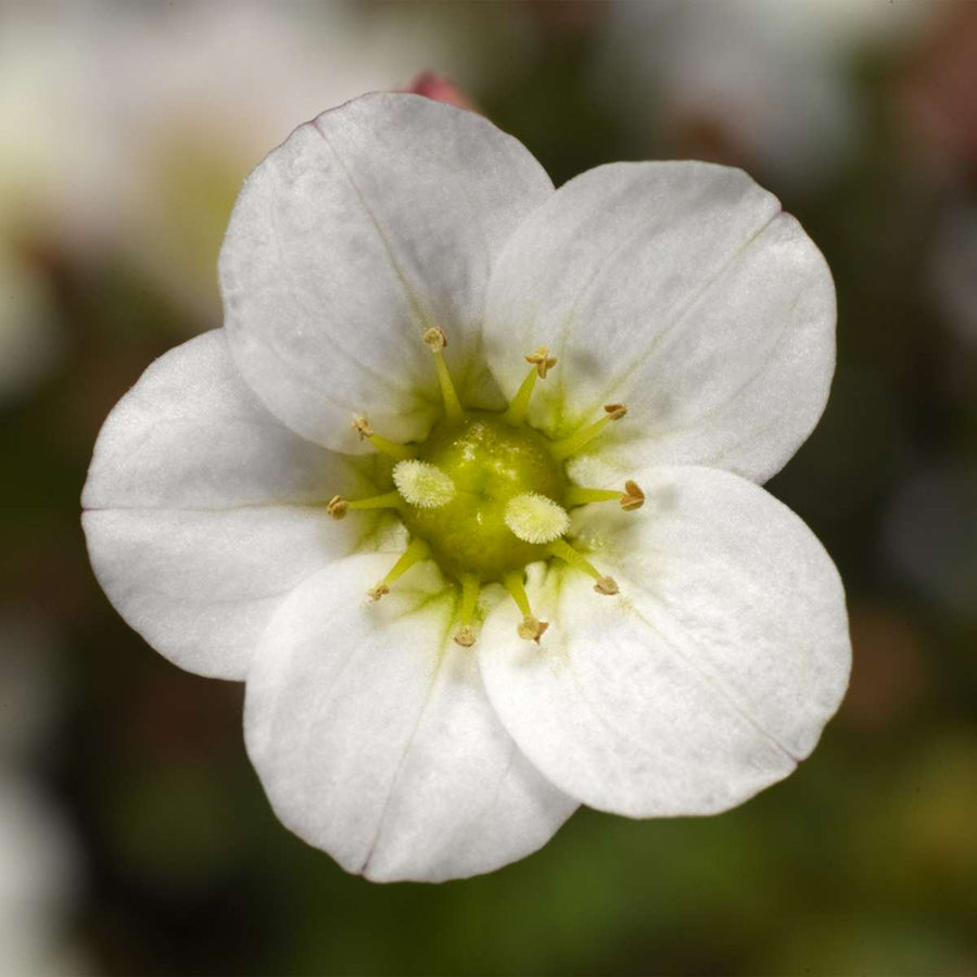 Saxifraga Mixed Rockfoil Plants (12 Plants) Saxifraga Mixed Rockfoil Plants (12 Plants) image2 4