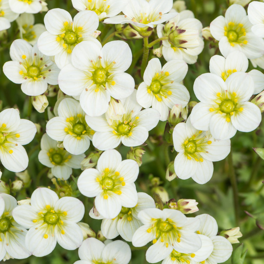 Saxifraga Alpino Early White Rockfoil Plants Saxifraga 'Alpino Early White' Rockfoil Plants (6 Pack) image4 1