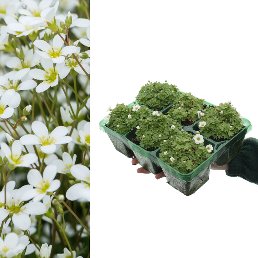 Saxifraga Alpino Early White Rockfoil Plants Saxifraga 'Alpino Early White' Rockfoil Plants (6 Pack) image1 3