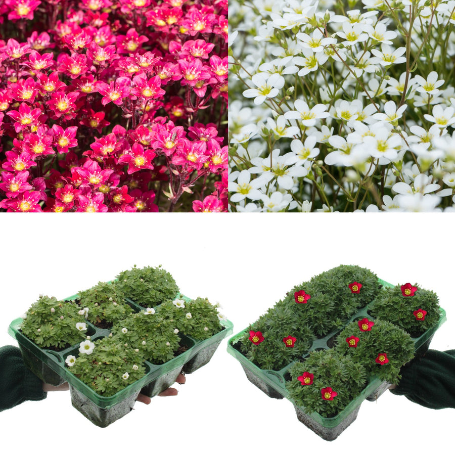 Saxifraga Mixed Rockfoil Plants (12 Plants) Saxifraga Mixed Rockfoil Plants (12 Plants) image1 2