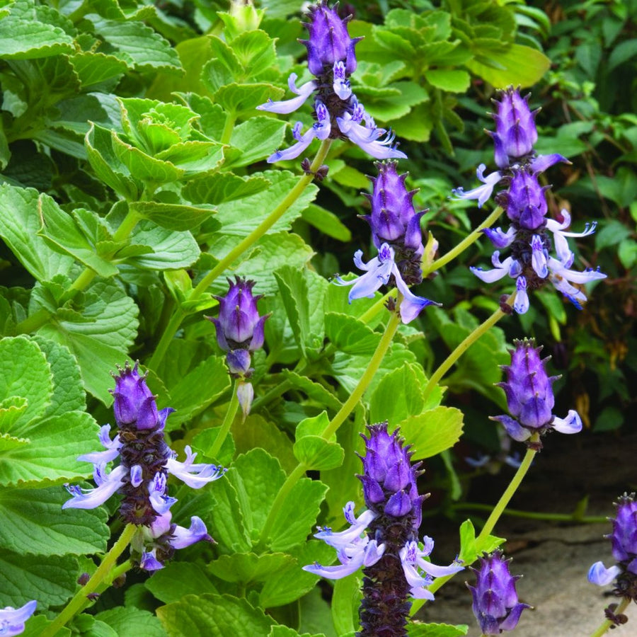 Coleus Canina Scaredy Cat Plants 3 x Coleus Canina image1 1