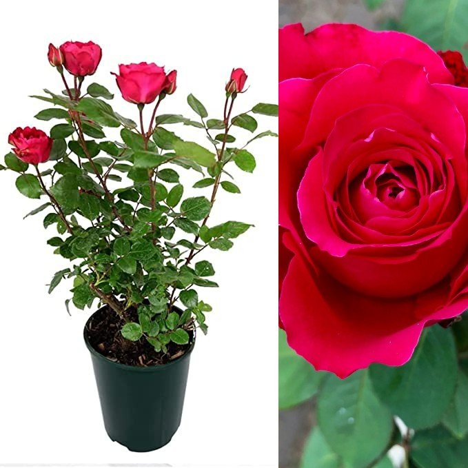 Red Rose Bush - Scarlet Queen scarletqueen 2