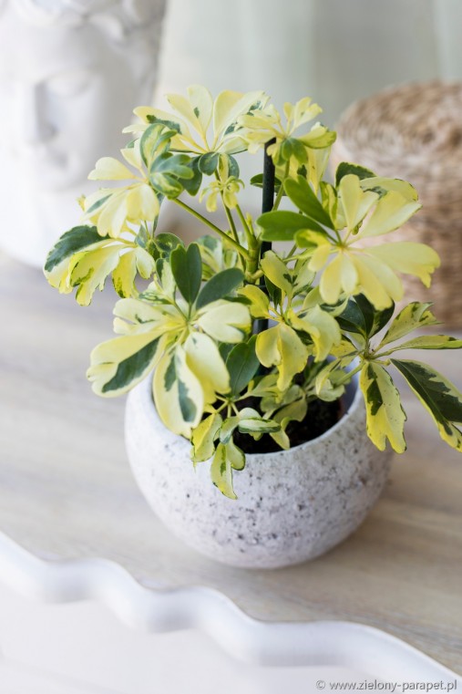 Schefflera arboricola Janine - Dwarf Umbrella Plant schefflera-arboricola-janine-szeflera-drzewiasta 5
