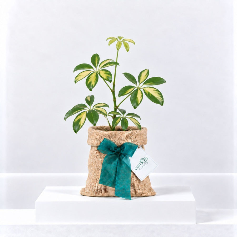 Schefflera Dwarf Umbrella Gift Wrapped  1