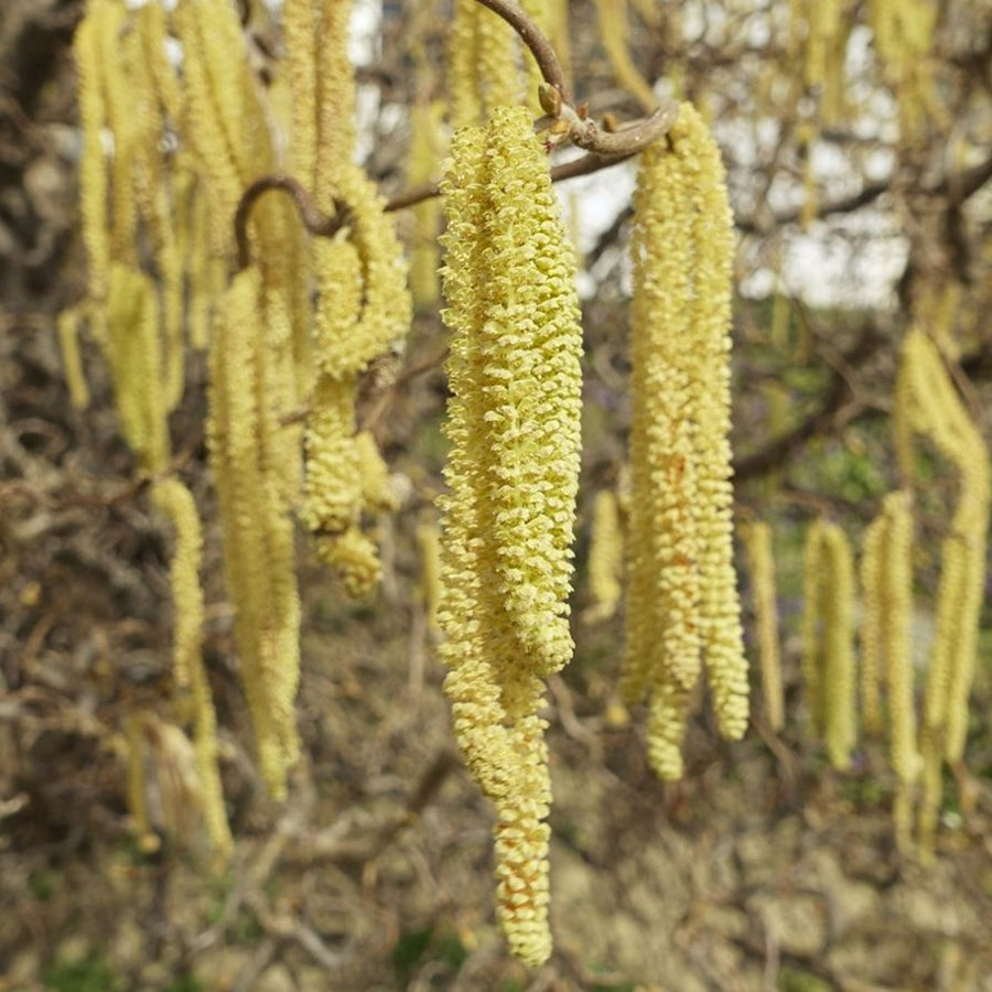 Corylus avellana 'Scooter' scooter 3