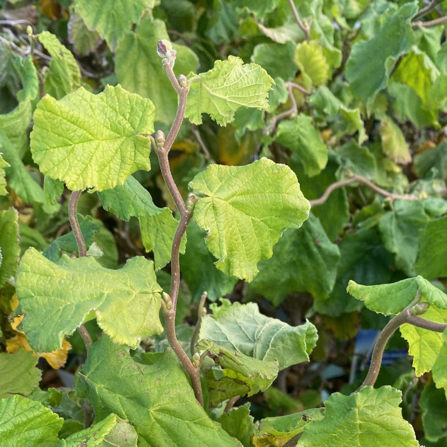 Corylus avellana 'Scooter' scooter1 5