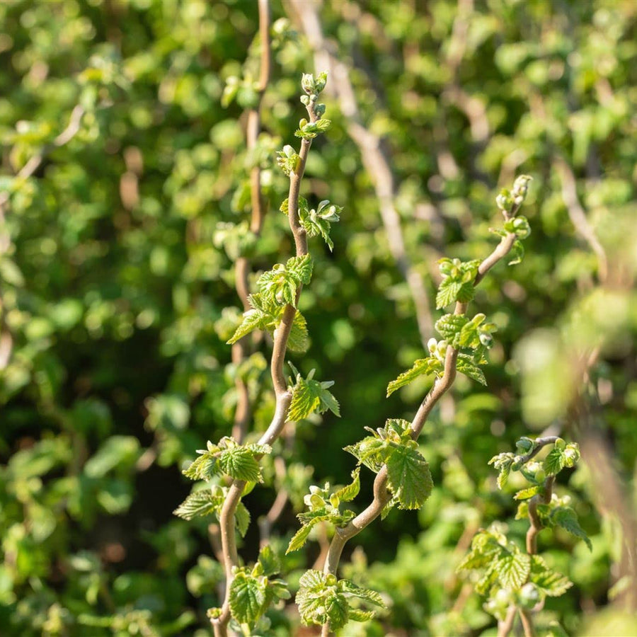 Corylus avellana 'Scooter' scooter2 4