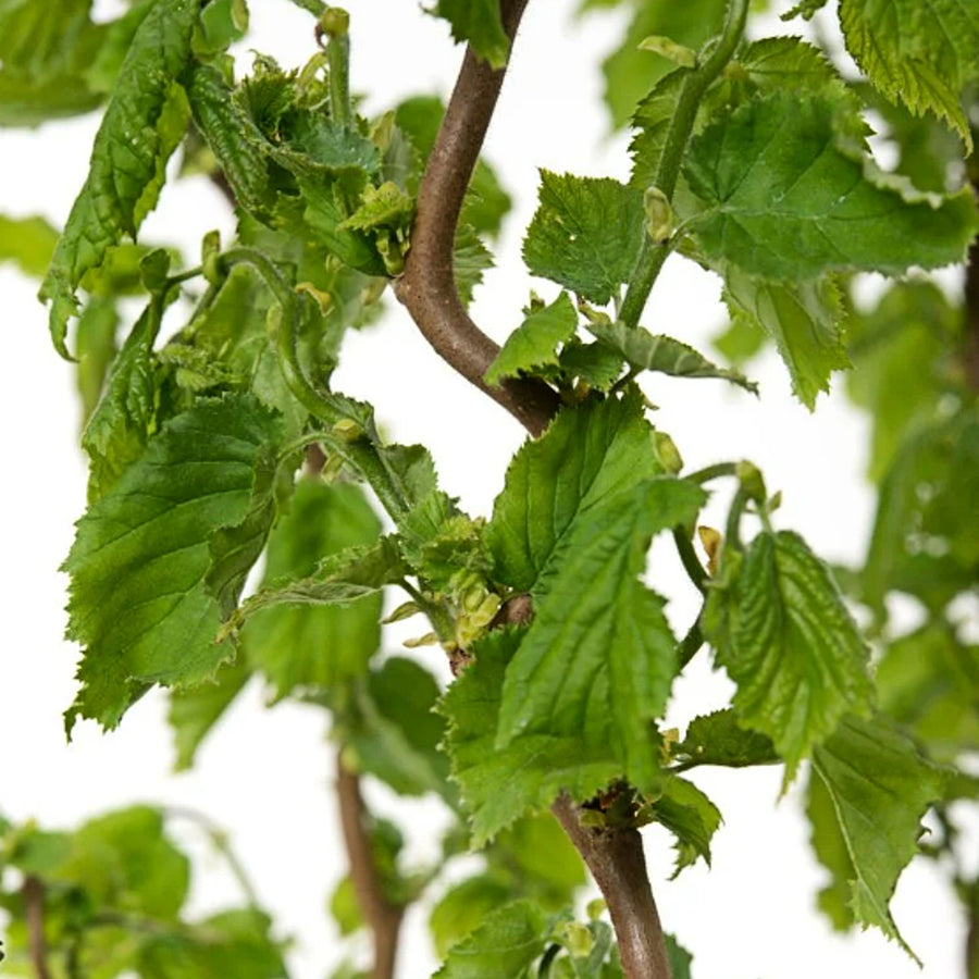 Corylus avellana 'Scooter' scooter3 6