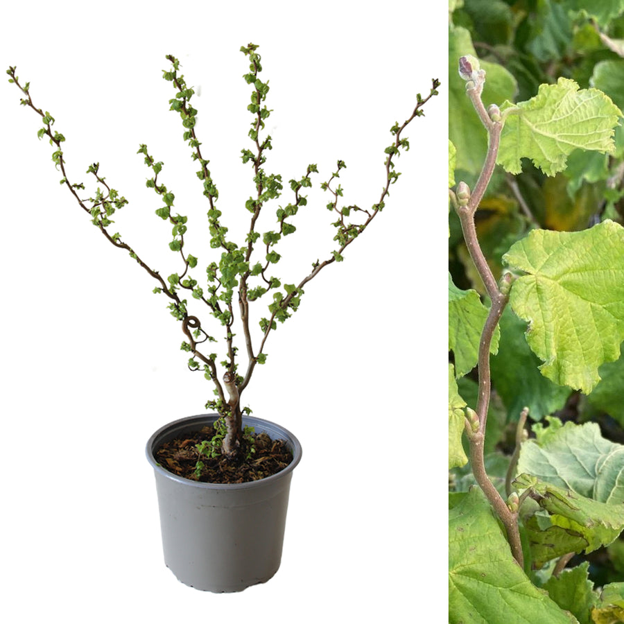 Corylus avellana 'Scooter' scooter4 2
