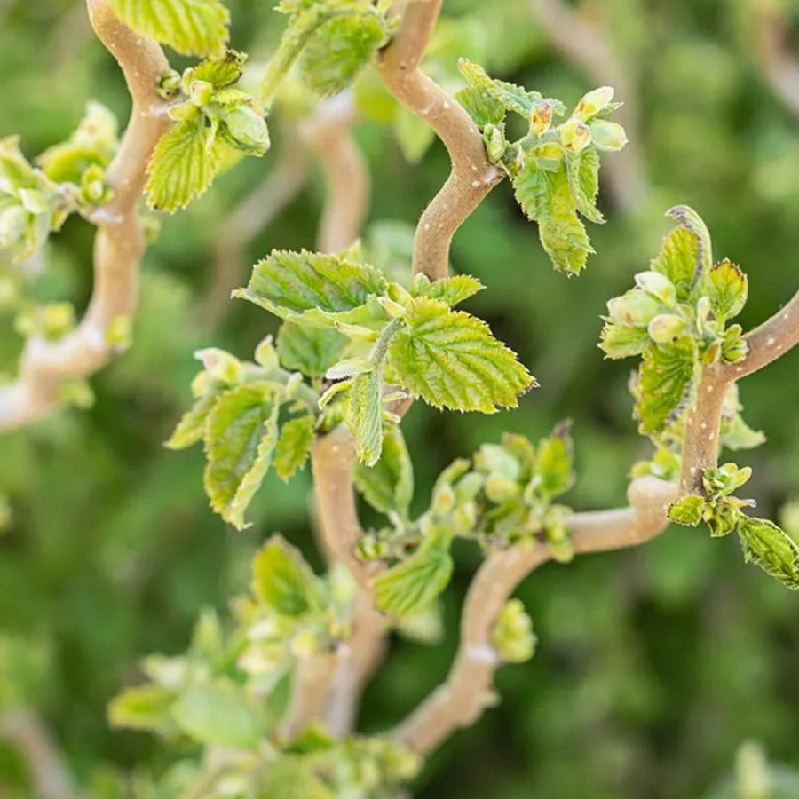 Corylus avellana 'Scooter' scooter5 1