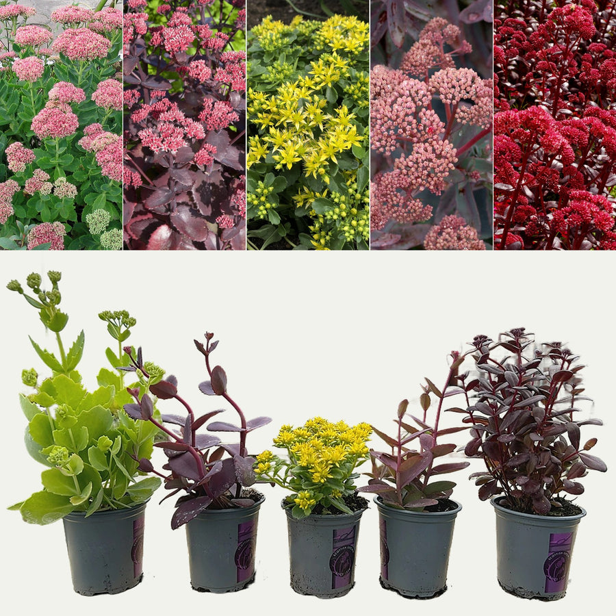 Sedum 'Stonecrop' Plant Mix (2 Plants) Sedum 'Stonecrop' Plant Mix (2 Plants) image1 2