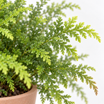 Selaginella martensii Jori  2