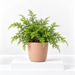 Selaginella martensii Jori  1