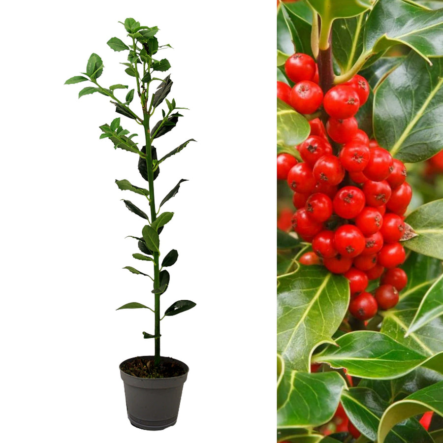 Ilex Aquifolium JC Van Tol selffertile 2