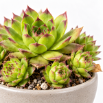 Sempervivum Key Lime Kiss  2