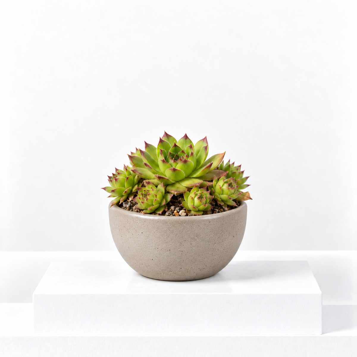 Sempervivum Key Lime Kiss