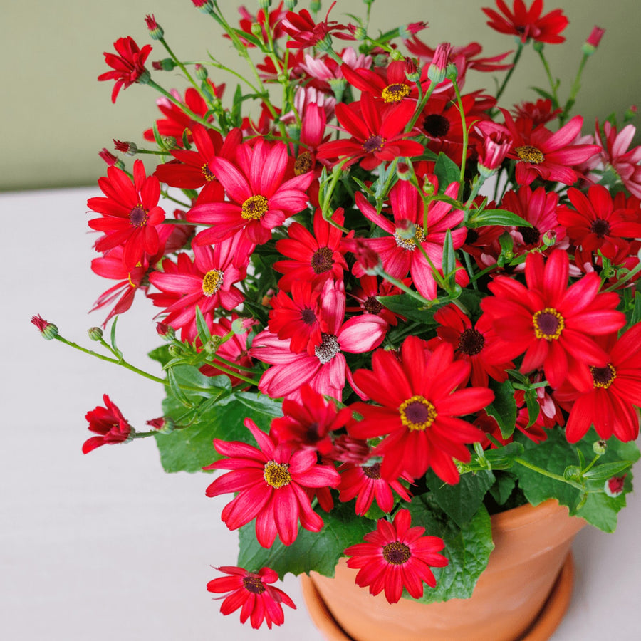 Senetti 'Red Orange' Senetti 'Red Orange' image2 2