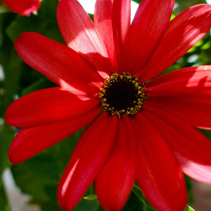Senetti 'Red Orange' Senetti 'Red Orange' image3 3