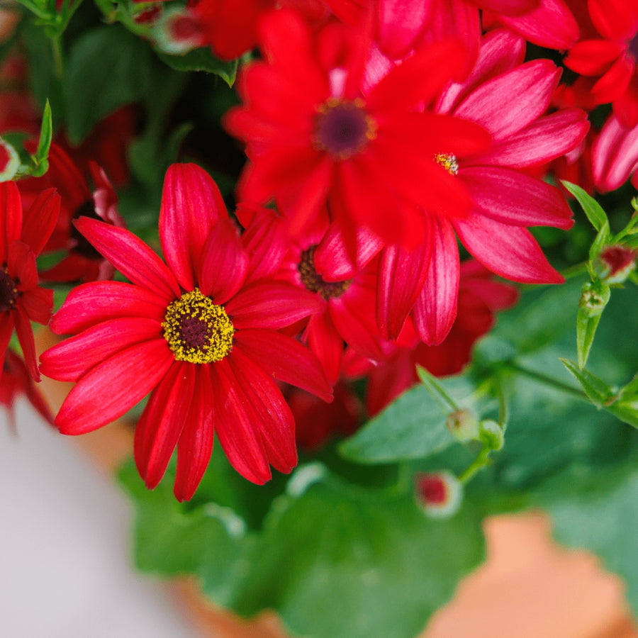 Senetti 'Red Orange' Senetti 'Red Orange' image1 1