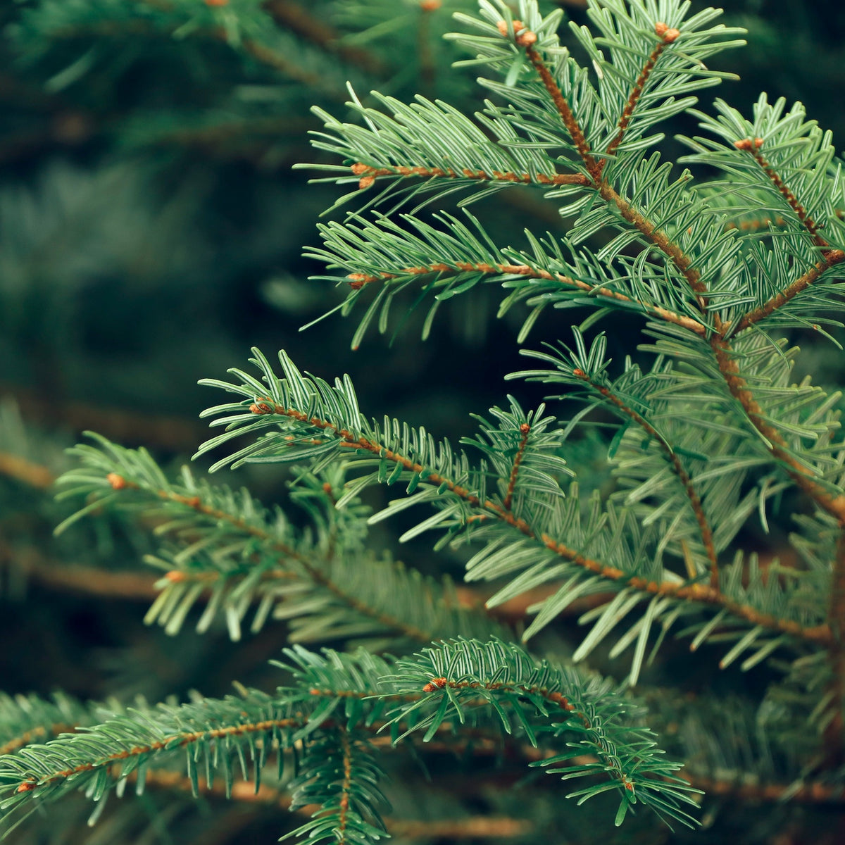 Serbian Spruce Potted Christmas Tree