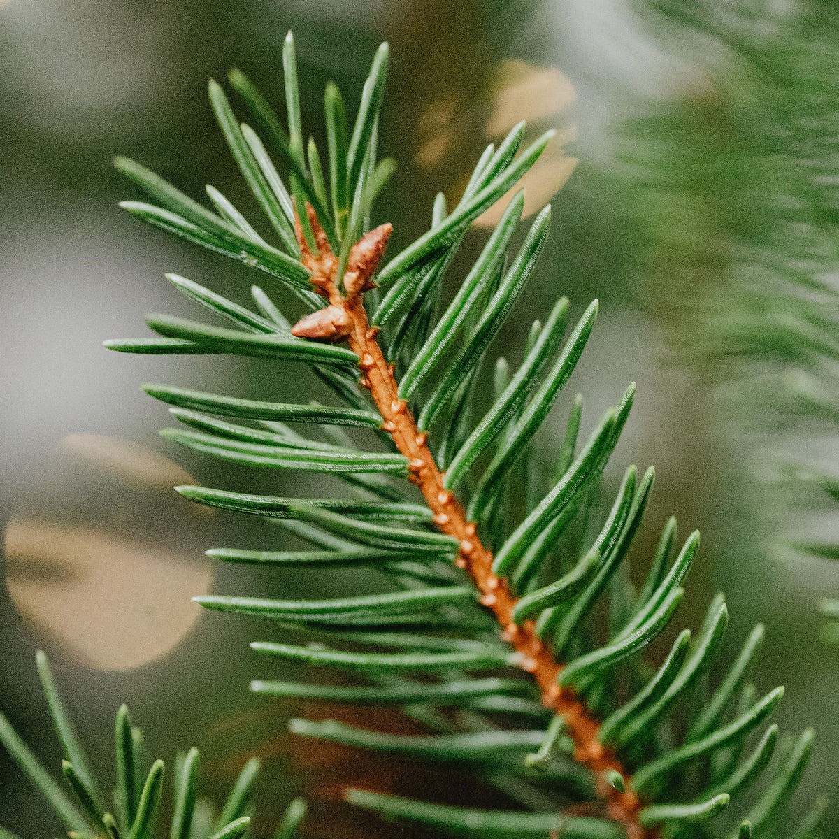 Serbian Spruce Potted Christmas Tree