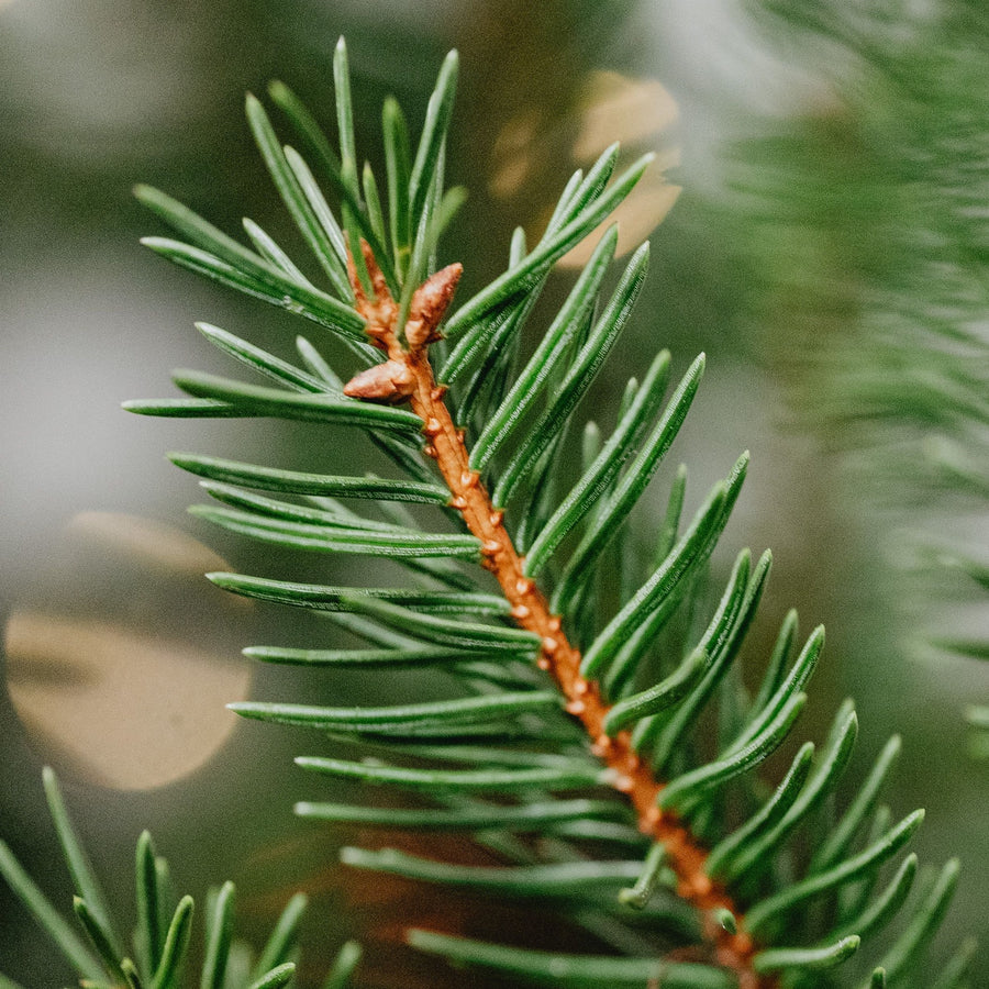 pot grown xmas trees