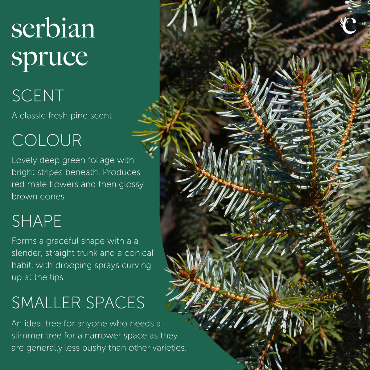 Serbian Spruce Potted Christmas Tree Serbian spruce with deep green foliage, upright conical shape, and fresh pine scent. 2
