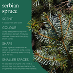 Serbian Spruce Potted Christmas Tree Serbian spruce with deep green foliage, upright conical shape, and fresh pine scent. 2