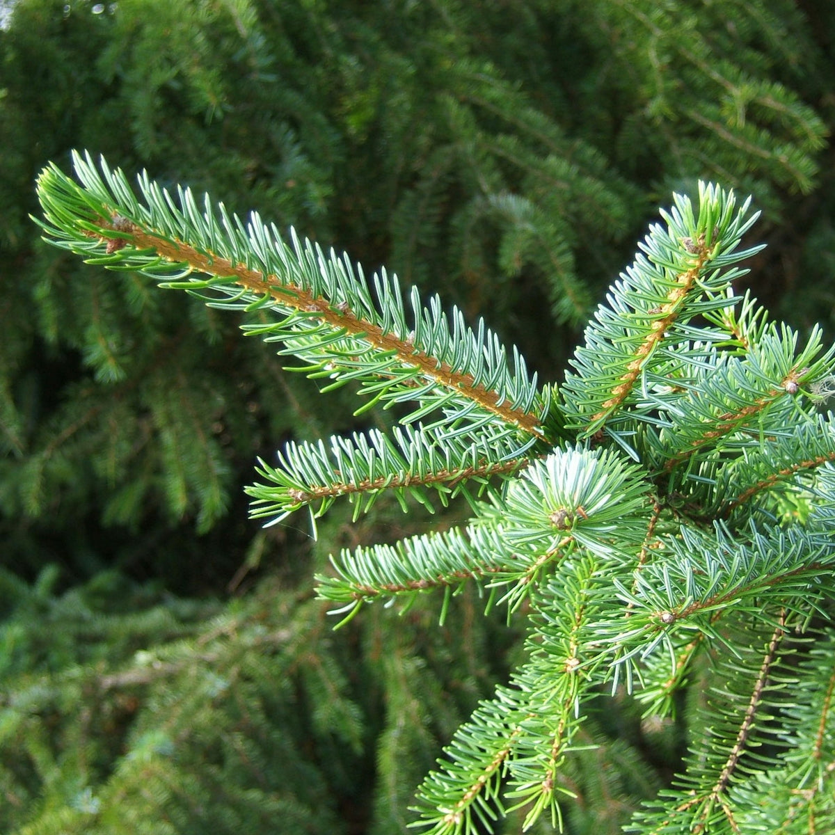 Serbian Spruce Potted Christmas Tree Close-up of Serbian spruce branches with green needles arranged along reddish-brown stems. 4
