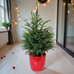 Serbian Spruce Potted Christmas Tree A small potted Serbian spruce tree in a glossy red pot, displayed indoors on a light wooden floor with soft fairy lights and festive decorations in the background. 1
