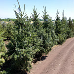 Serbian Spruce Potted Christmas Tree A row of Serbian spruce trees growing in an outdoor field under a clear blue sky. 5