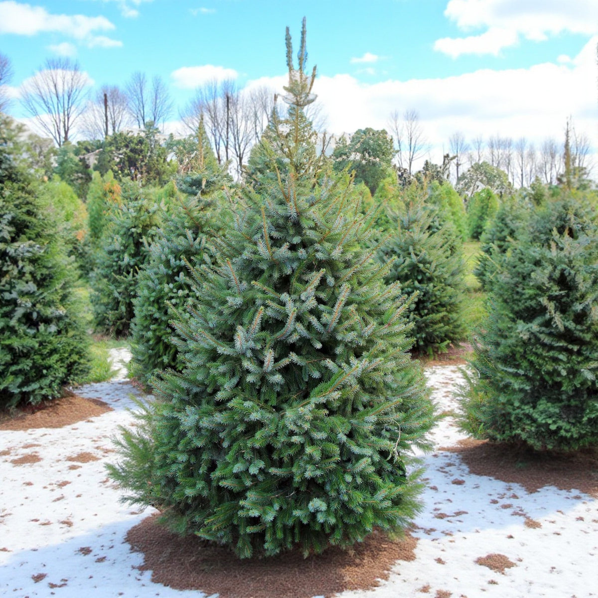 Serbian Spruce Potted Christmas Tree Serbian spruce trees in a field with patches of snow, their triangular shape and dense green branches standing out. 3