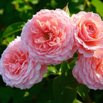 Sexy Rexy Bare Root Rose  1