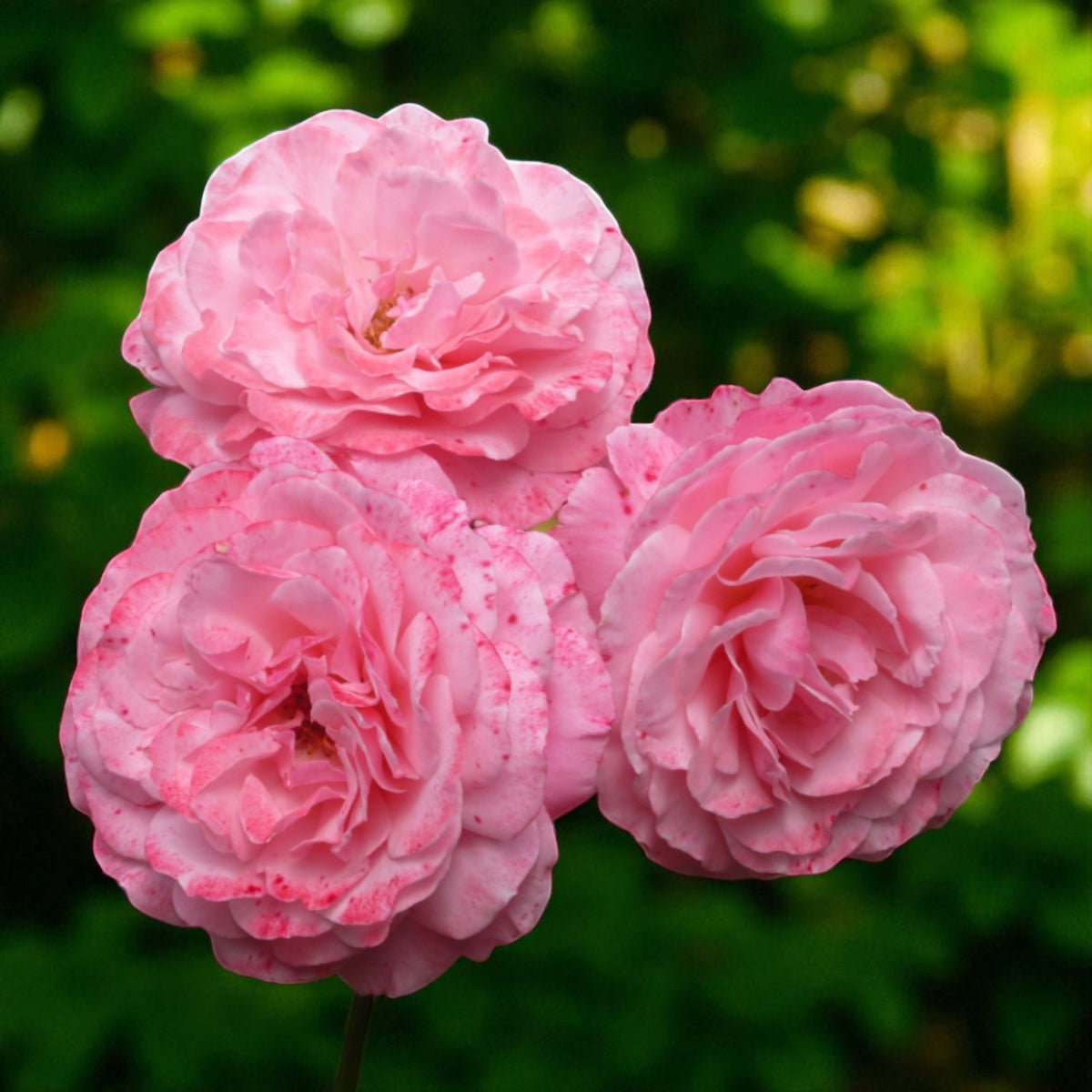 Sexy Rexy Bare Root Rose  3