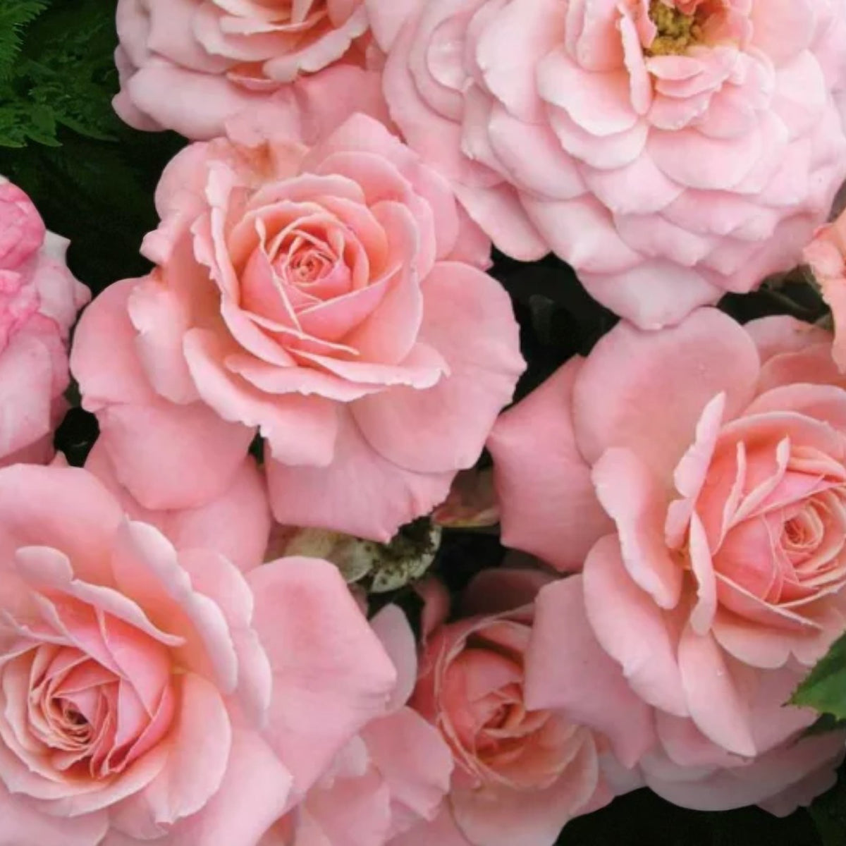 Sexy Rexy Bare Root Rose  2