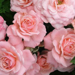 Sexy Rexy Bare Root Rose  2