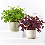 Oxalis False Shamrock Mix  1