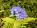 Caryopteris x clandonensis - 'Worcester Gold Caryopteris x clandonensis - 'Worcester Gold image3 3