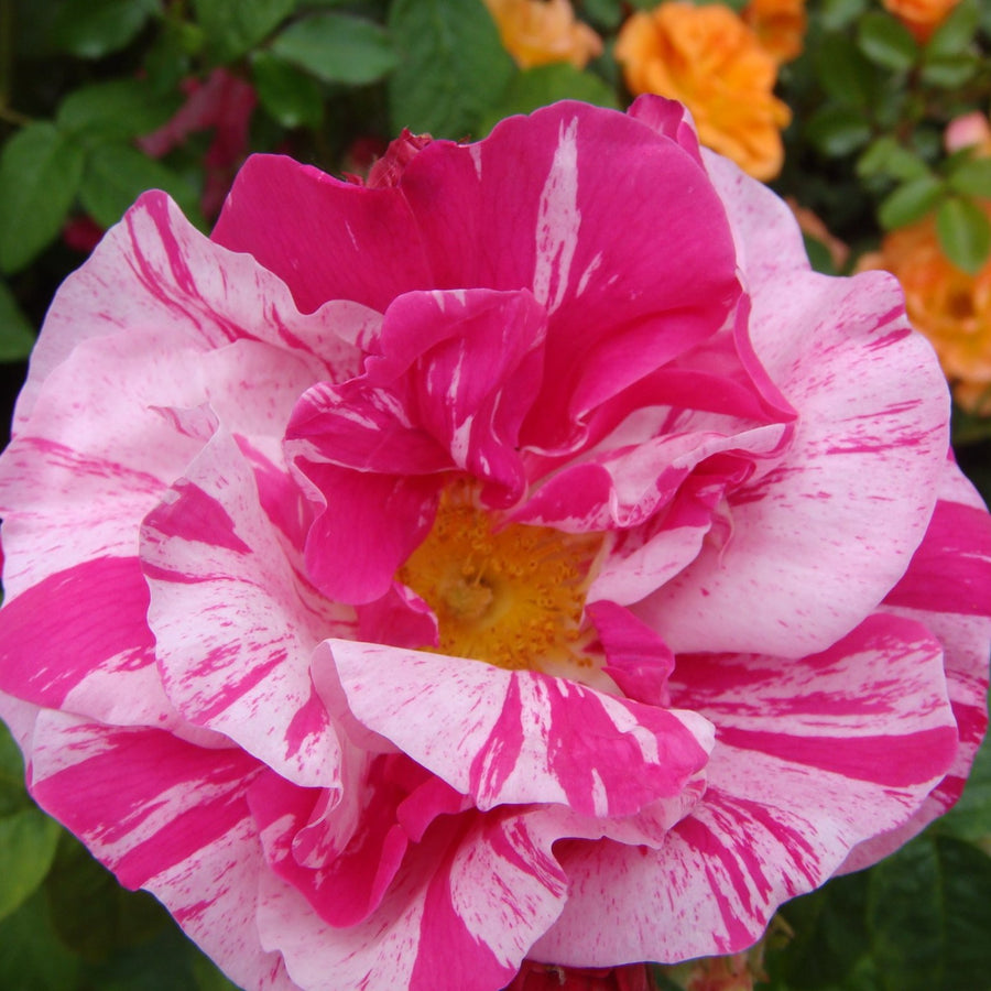 Mundi Rose Bush Pink Stripe shrub-rose-rosa-mundi-versicolour-3264x2448-61a666a8ebdca_l 2